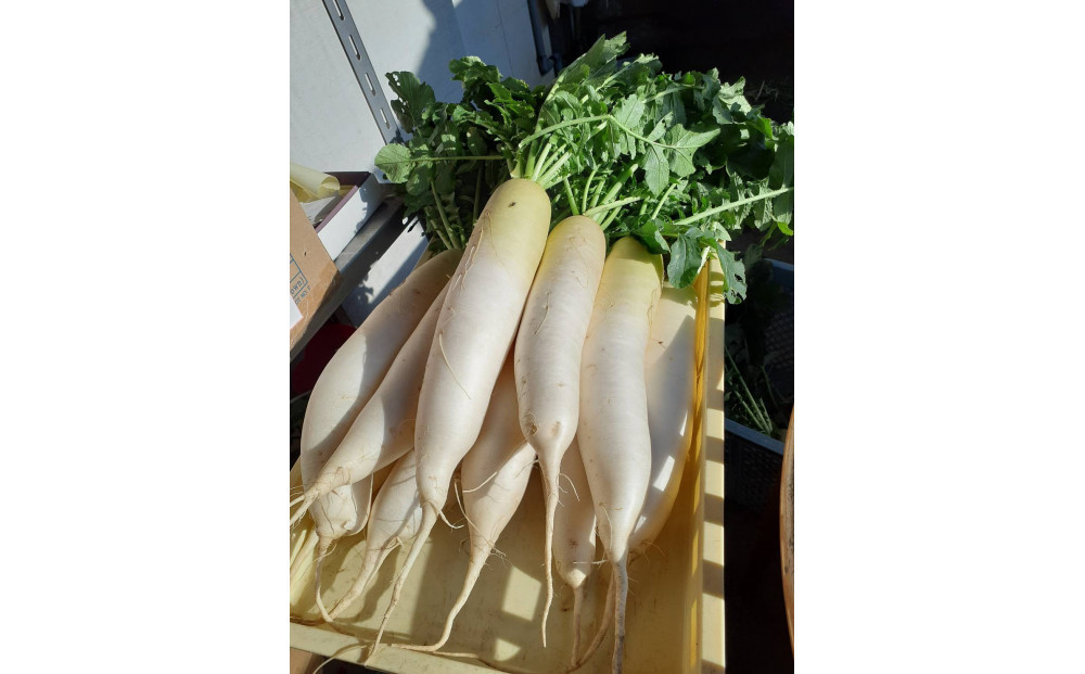 旬のお野菜詰め合わせセット【配送不可：北海道・沖縄・離島（一部除く）・島しょ部】◇