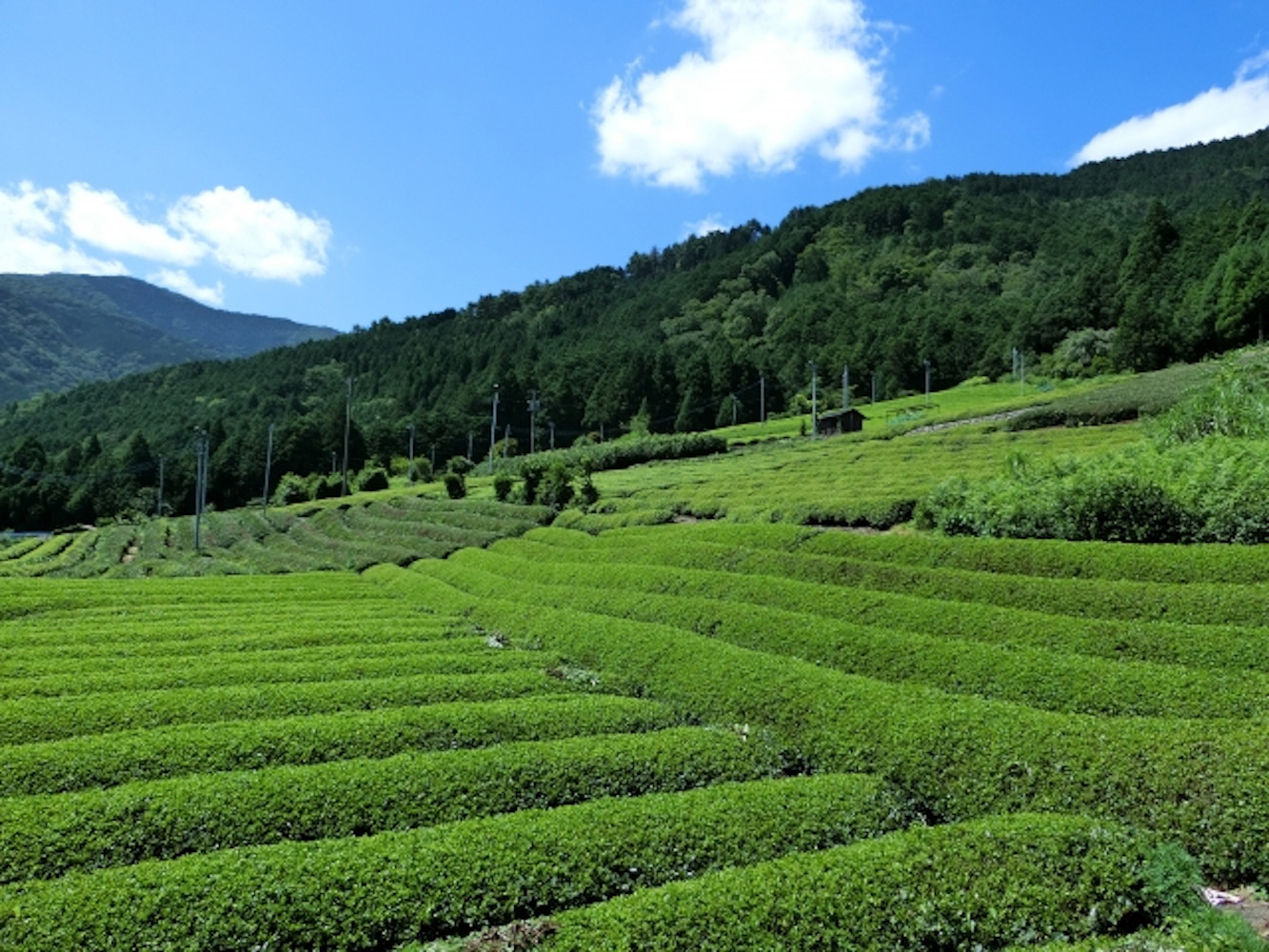 【訳アリ】静岡産抹茶入り玄米茶1kg（200g×5袋）ご家庭用たっぷりサイズ