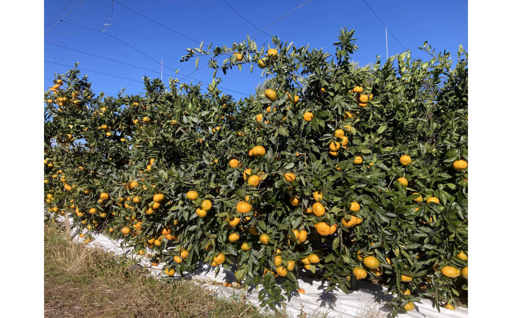 ã2025幎12æäžæ¬ïœ2æäžæ¬çºéãçãéå³¶ã¿ãã2.5kgãé岡çããç£å°çŽéâ