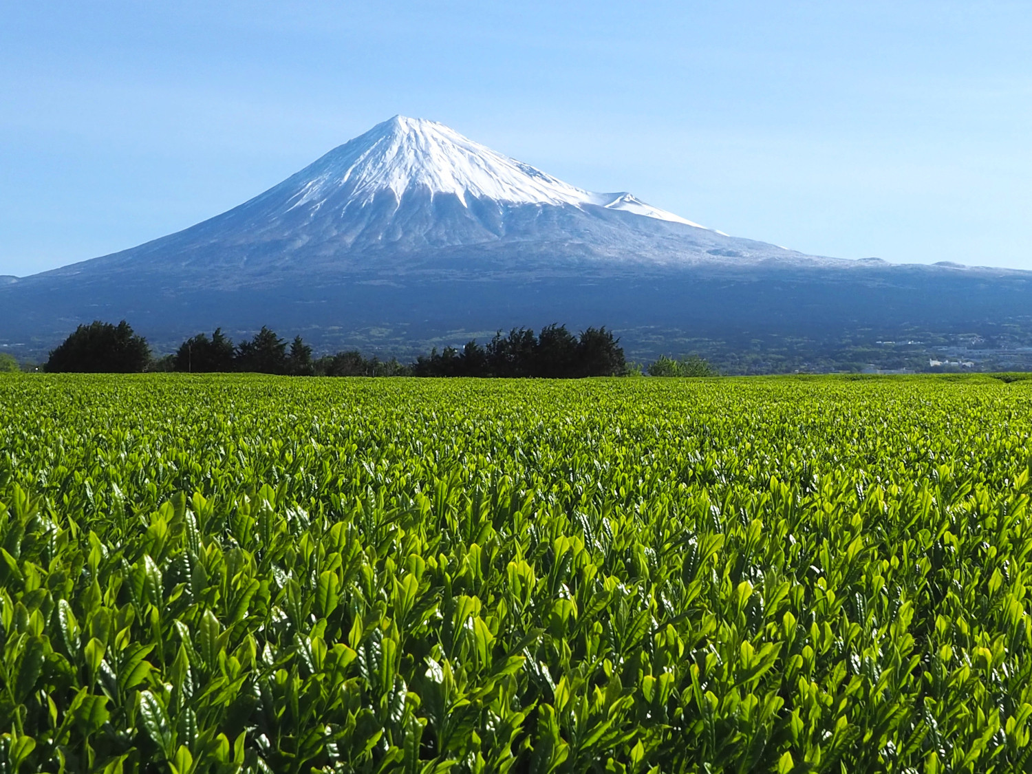 【たっぷり80個入り】静岡県産 深蒸し茶ティーバッグセット 毎日の緑茶習慣に。マグカップでも手軽に楽しめる高品質ティーバッグ
