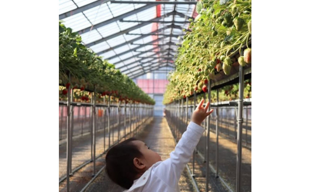 Sランク★静岡県産いちご 紅ほっぺ250ｇ×2パック(1パック約250ｇ 8～14粒）【北海道・沖縄・離島 配送不可】