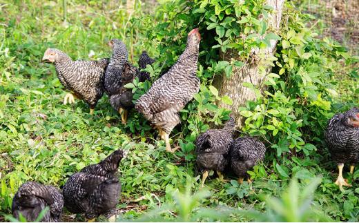 放し飼い鶏の長期育成肉「俺のすべて」 冷凍 鶏肉 1羽分パック 生（もも・むね・ささみ・手羽元・手羽先）約900gから ヘルシー 焼き鳥 唐揚げ とり肉