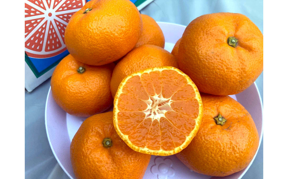 ã2025幎12æäžæ¬ïœ2æäžæ¬çºéãçãéå³¶ã¿ãã2.5kgãé岡çããç£å°çŽéâ