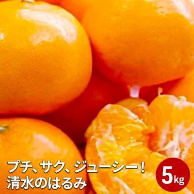 【2025年2月上旬より順次発送】プチ、サク、ジューシー！清水のはるみ 5kg 【配送不可：離島】