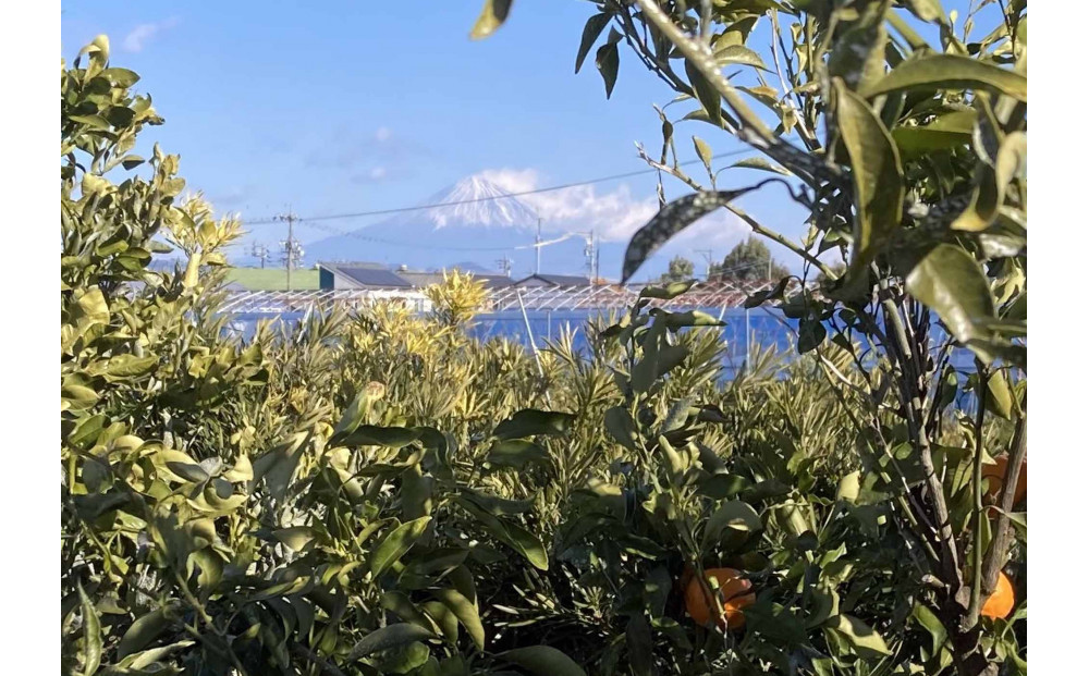 ã2025幎12æäžæ¬ïœ2æäžæ¬çºéãçãéå³¶ã¿ãã2.5kgãé岡çããç£å°çŽéâ