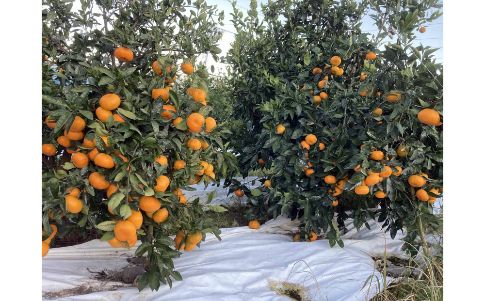 ã2025幎12æäžæ¬ïœ2æäžæ¬çºéãçãéå³¶ã¿ãã2.5kgãé岡çããç£å°çŽéâ