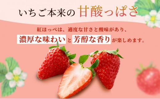 いちご ほっぺたが落ちる 紅ほっぺ  20パック 果物 イチゴ 苺 国産 ギフト 贈答品 お祝い プレゼント フルーツ くだもの