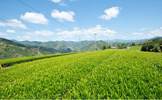 【さくらねこTNR活動支援 】静岡市産 本山茶ティーバッグ 3g 12個入 × 3袋（計36ティーバッグ）