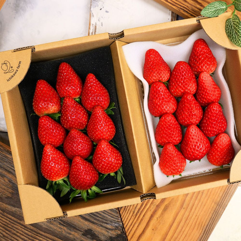 【先行予約】ふるさと納税限定 静岡いちご 食べ比べセット（すず＆おいCベリー／500g以上）冷蔵 苺 フルーツ◇