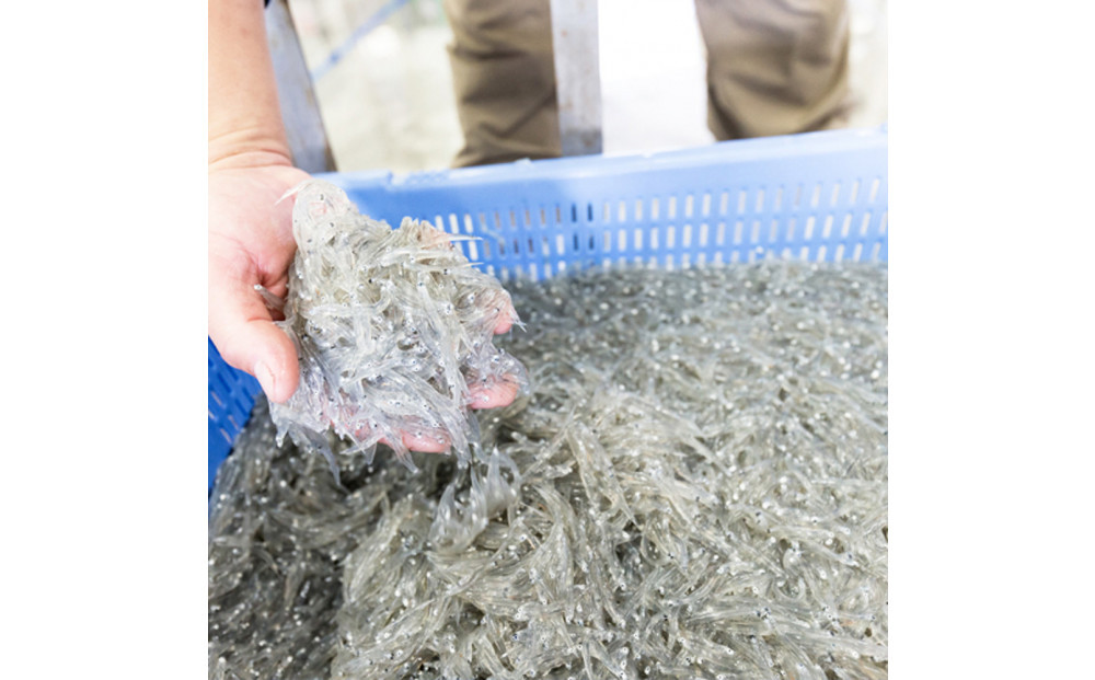 桜えび３種、しらす２種セット【配送不可：離島】