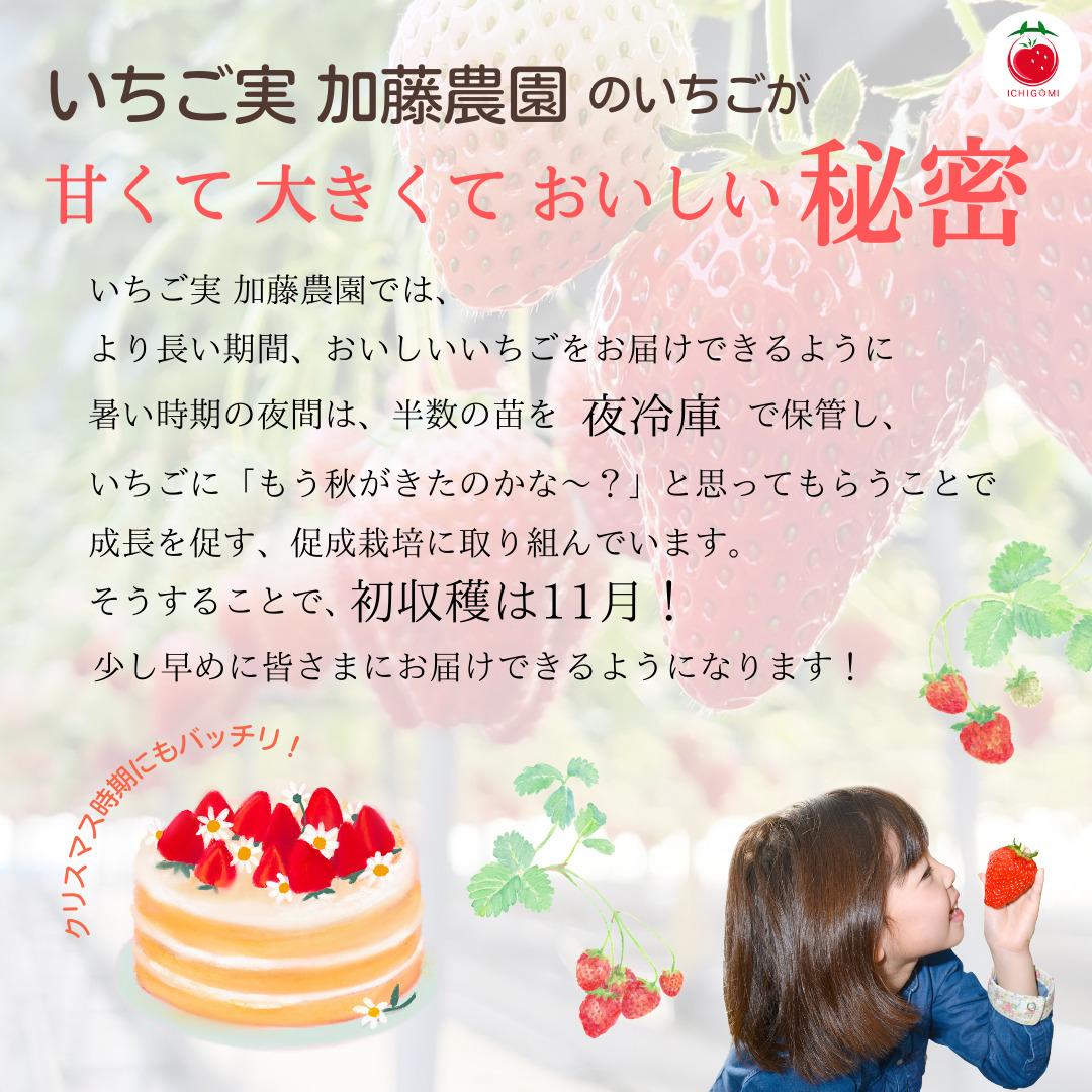 【冷凍】 静岡県産いちご 紅ほっぺ 1kg 苺 フルーツ◇