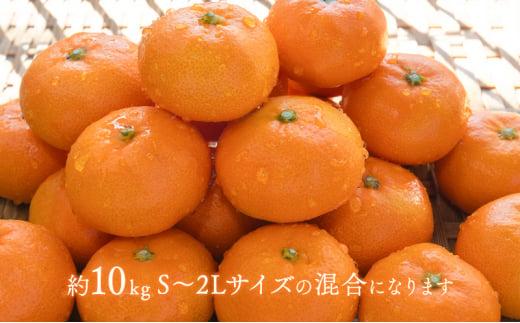 【2024年12月下旬より順次発送】至福の青島みかん 約10kg 望月自然農園 静岡県貯蔵ミカン品評会優秀賞 フルーツ 柑橘 オレンジ みかん