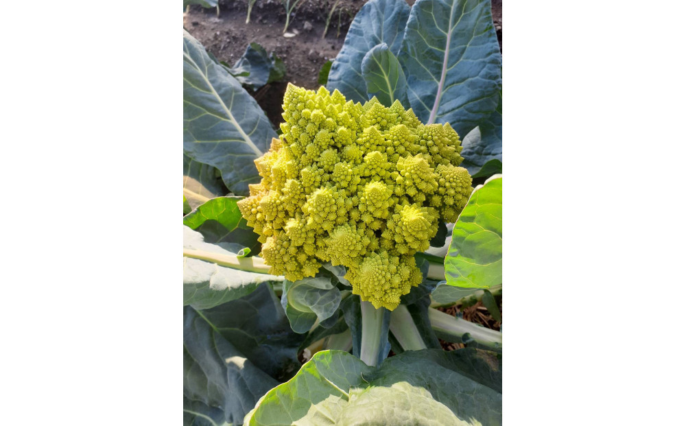 旬のお野菜詰め合わせセット【配送不可：北海道・沖縄・離島（一部除く）・島しょ部】◇