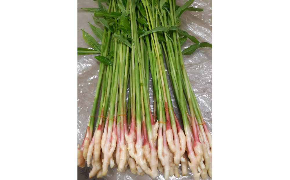 旬のお野菜詰め合わせセット【配送不可：北海道・沖縄・離島（一部除く）・島しょ部】◇