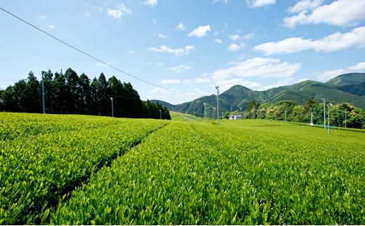 【さくらねこTNR活動支援】静岡市産本山茶（ほんやまちゃ）100g×3本 合計300g★★