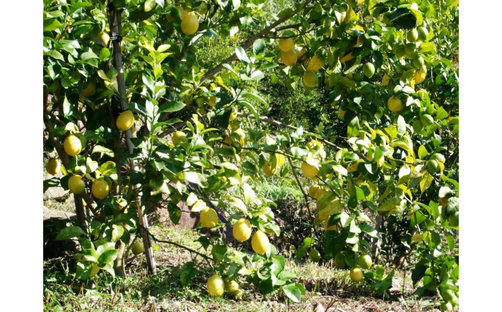 清沢レモンケーキとレモンケーキの食べ比べセット