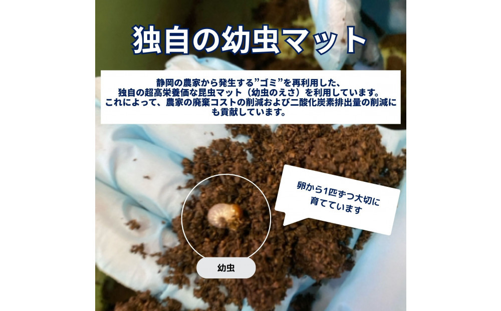 ヘラクレスオオカブト大型オス（140-150mm）【配送不可：北海道・沖縄・離島（一部除く】