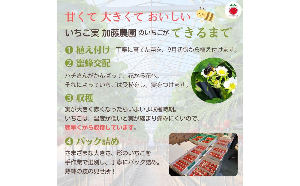 【贈答用】 静岡県産いちご 紅ほっぺ 500g×2パック（1パック12～15粒）【配送不可：北海道・沖縄・離島】 冷蔵配送 苺 フルーツ◇