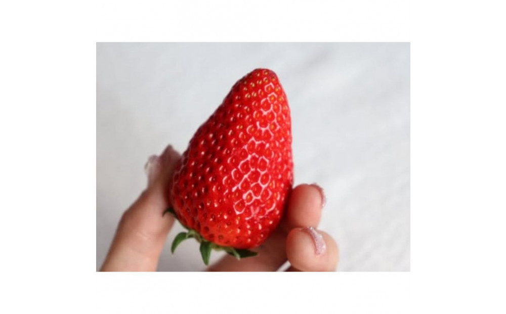 Sランク★静岡県産いちご 紅ほっぺ250ｇ×2パック(1パック約250ｇ 8～14粒）【北海道・沖縄・離島 配送不可】