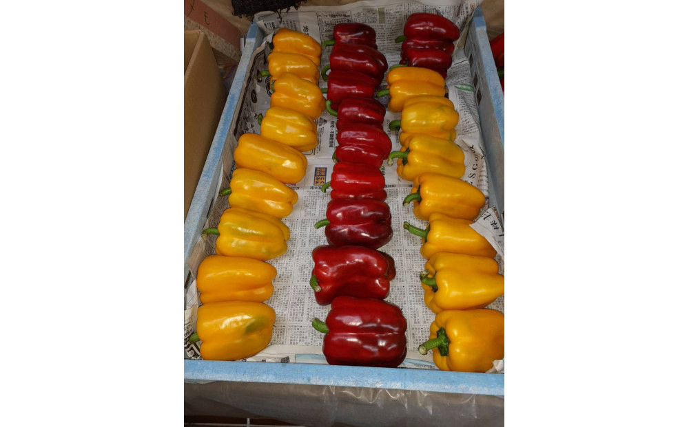 旬のお野菜詰め合わせセット【配送不可：北海道・沖縄・離島（一部除く）・島しょ部】◇