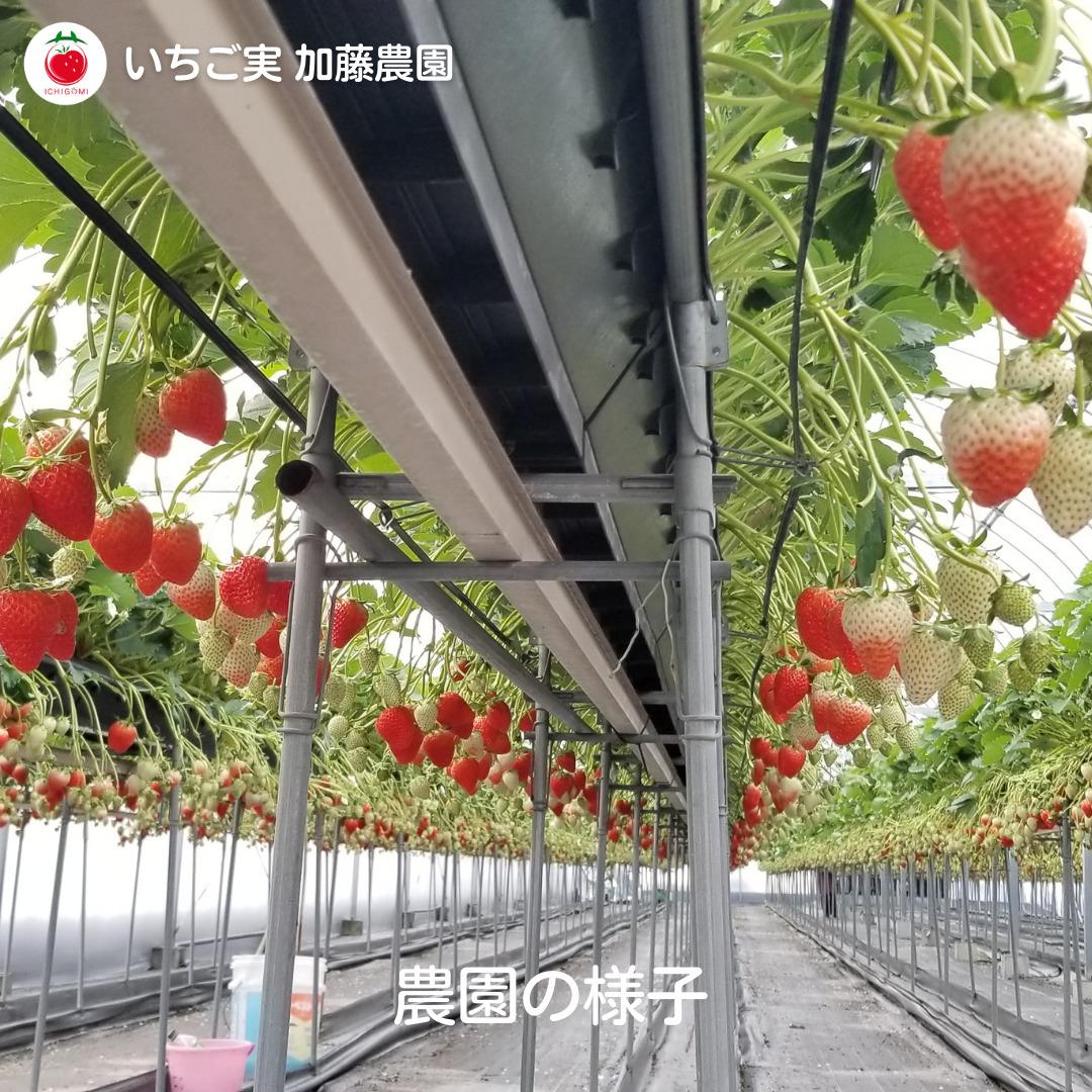 【冷凍】 静岡県産いちご 紅ほっぺ 1kg 苺 フルーツ◇