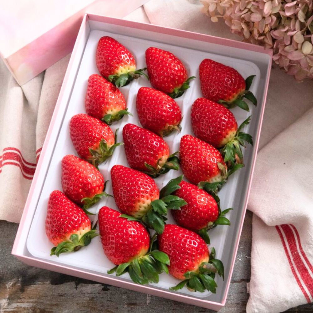 【先行予約】【ギフトBOX入り】大粒静岡いちご ギフトボックス入り（すず／おいCベリー 約500g・農園厳選） 冷蔵 苺 フルーツ◇