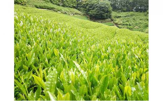 お茶処静岡市の茶農家から味わいの静岡茶セット『計1kg』