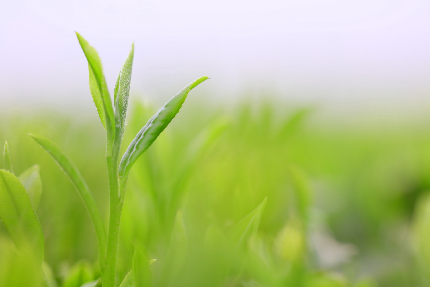 【たっぷり80個入り】静岡県産 深蒸し茶ティーバッグセット 毎日の緑茶習慣に。マグカップでも手軽に楽しめる高品質ティーバッグ