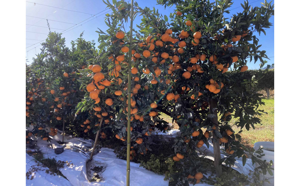 ã2025幎12æäžæ¬ïœ2æäžæ¬çºéãçãéå³¶ã¿ãã2.5kgãé岡çããç£å°çŽéâ