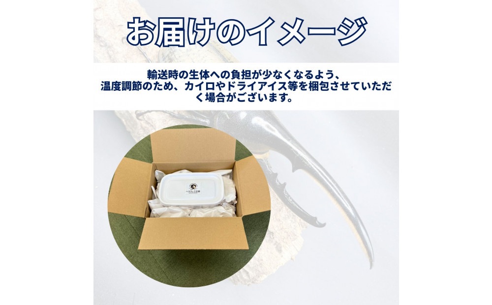 ヘラクレスオオカブト大型オス（140-150mm）【配送不可：北海道・沖縄・離島（一部除く】