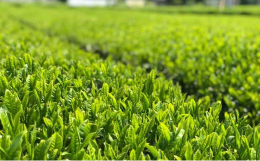 静岡 本山 特選 深蒸し 煎茶 200g 缶入り 化粧箱 オススメお茶【お茶 緑茶 茶葉 日本茶 静岡茶 静岡県産 】