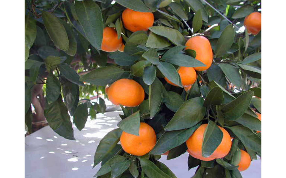 ã2025幎12æäžæ¬ïœ2æäžæ¬çºéãçãéå³¶ã¿ãã2.5kgãé岡çããç£å°çŽéâ