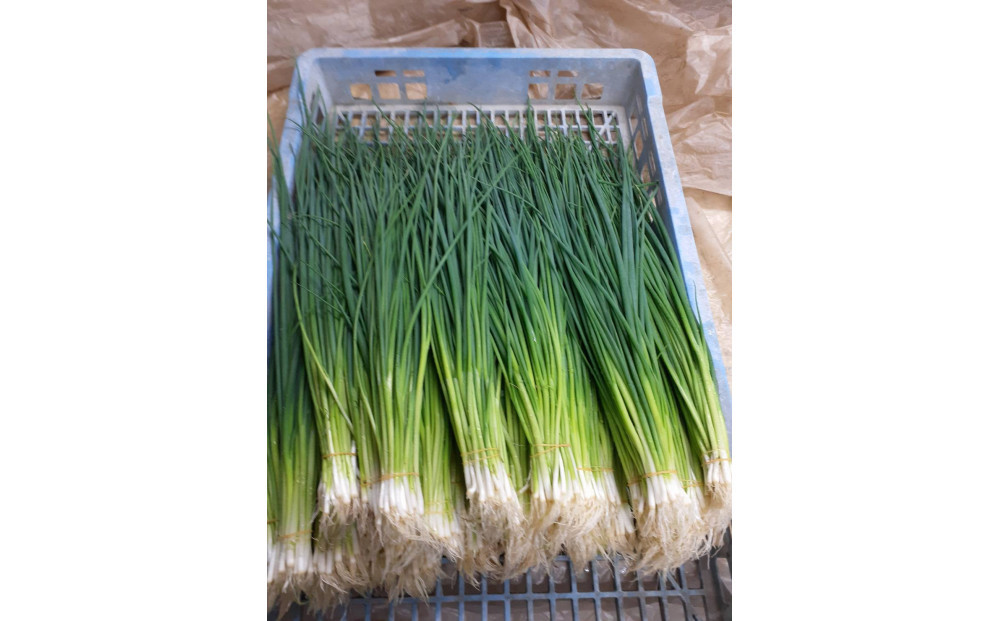 旬のお野菜詰め合わせセット【配送不可：北海道・沖縄・離島（一部除く）・島しょ部】◇