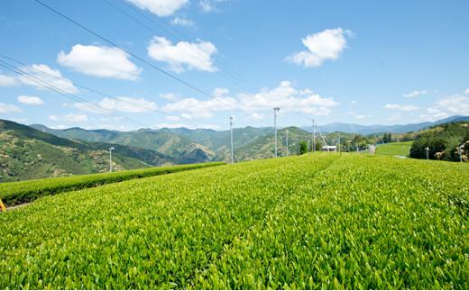 【さくらねこTNR活動支援】静岡県産茶ティーバッグ5種類（静岡茶・ほうじ茶・和紅茶・玉露・玄米茶） 計54ティーバッグ