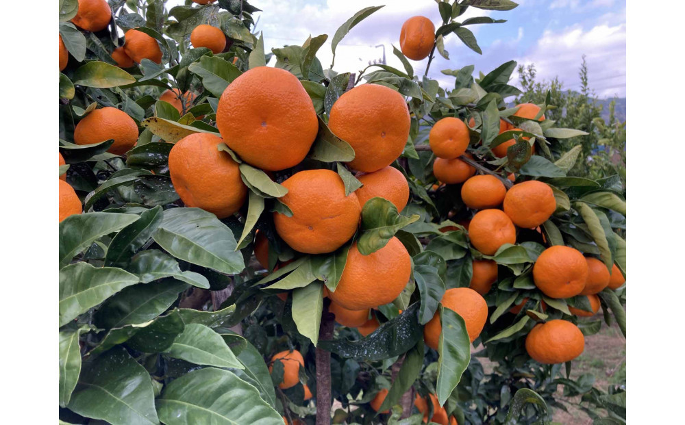 ã2025幎12æäžæ¬ïœ2æäžæ¬çºéãçãéå³¶ã¿ãã2.5kgãé岡çããç£å°çŽéâ