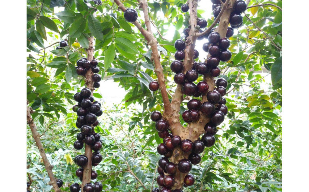 「西川農園」珍しいフルーツの摘み取り体験と農園カフェでくつろぎランチ