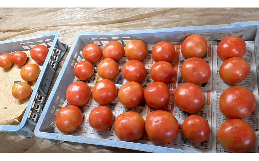 旬のお野菜詰め合わせセット【配送不可：北海道・沖縄・離島（一部除く）・島しょ部】◇