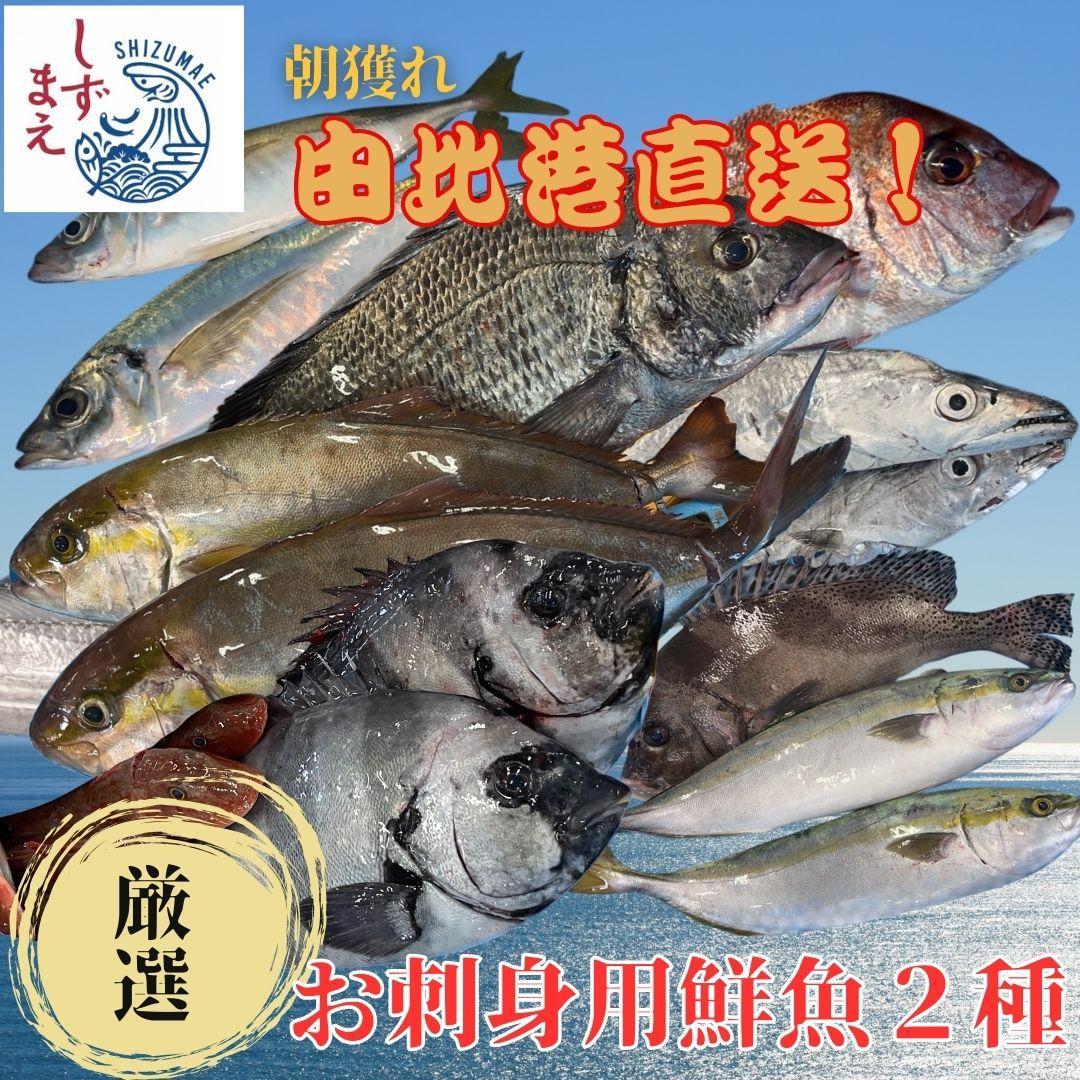 しずまえ！お刺身用鮮魚ボックス(厳選２種入り)