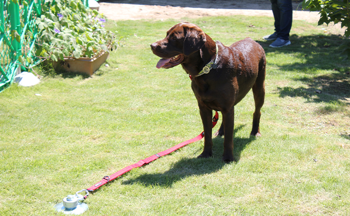 大型犬も安全に守るドッグポール　大型犬用フレペグ