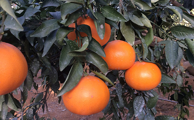 柑橘の女王『せとか美人』施設栽培 約3kg