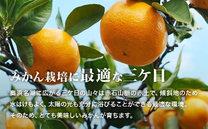 【2025年3月上旬以降順次発送】三ヶ日みかんジュース ストレート「あおしま」180ml　30本【静岡 三ヶ日 みかん ジュース】