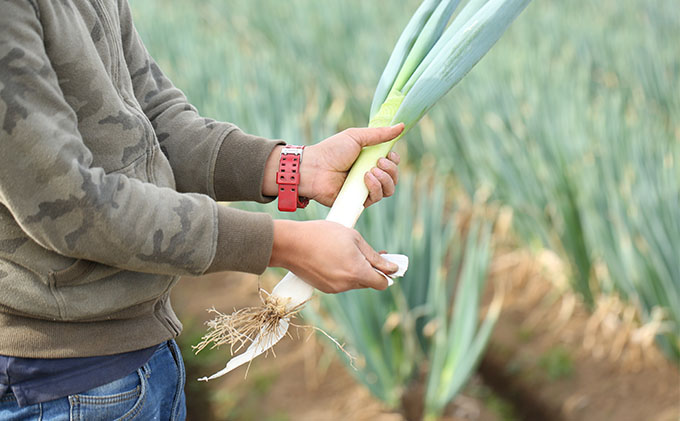 おとなりさんち厳選！浜松から鮮度抜群！旬の野菜BOX【定期便6か月分】【配送不可：沖縄・離島】