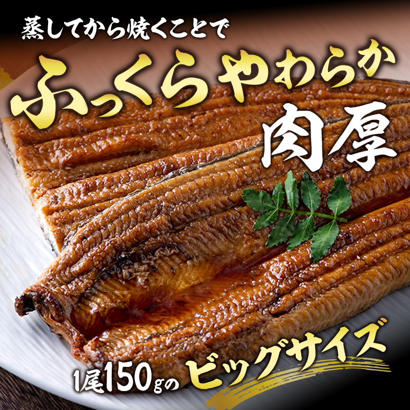 うなぎ 特上 長蒲焼き 4尾 合計600g以上 セット 国産 浜名湖うなぎ 配送不可：離島