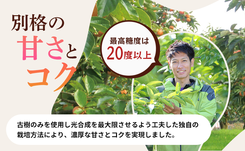 テルの次郎柿 鮮度保持袋入り 3L～M 3kg 10～16玉 12月から順次発送 長寿郎 柿 かき 果物 フルーツ 旬の果物 旬のフルーツ 秋の味覚 次郎柿 デザート 個包装 静岡 静岡県 浜松市 【配送不可：離島】