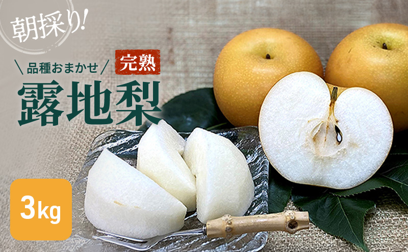 【8月中旬以降順次配送】朝採り！品種おまかせ完熟露地梨3kg【配送不可：離島】 ナシ 果物 フルーツ
