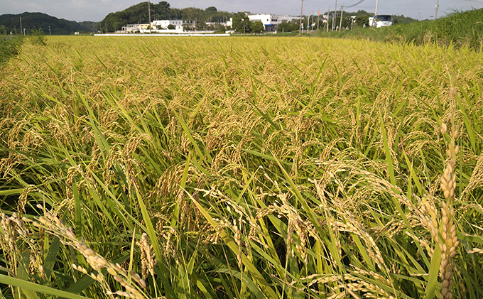 【2025年10月上旬より順次発送】雄踏ファームカモ産「特選みつばちまもる米」玄米5kg コシヒカリ お米 コメ ご飯 ライス 特別栽培米 検査米 1等米 甘い おすすめ おにぎり おむすび 静岡 浜松
