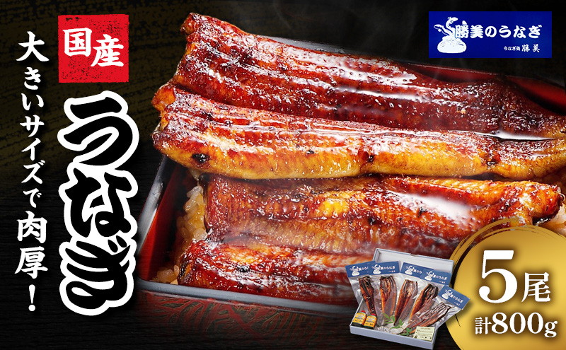 うなぎ 浜松 国産 鰻 蒲焼 5尾 (160g×5尾 タレ75ml×2 山椒付) セット 勝美 土用の丑の日 丑の日 小分け 真空パック 国産うなぎ 浜松うなぎ 浜名湖うなぎ 蒲焼き ギフト プレゼント 贈答 浜名湖 産地直送 冷凍 冷凍配送 静岡 静岡県 浜松市