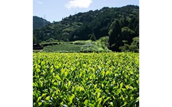 【2024年6月以降発送】〈いしだ茶屋〉新茶 静岡県浜松市産 深むし茶 100g×5袋【お茶 緑茶 煎茶 茶葉】