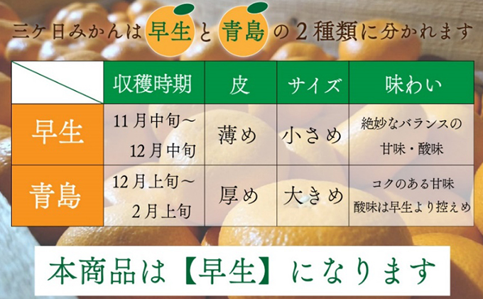 先行予約【2024年11月中旬より順次発送】陽だまりファームの早生 三ヶ日 みかん 3kg 1箱