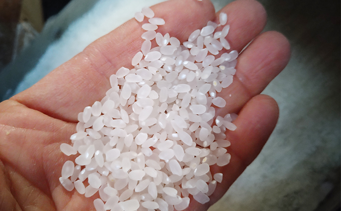 【2025年12月上旬より順次発送】雄踏ファームカモ産「みつばちまもる米」白米 5kg にこまる お米 コメ ご飯 ライス 特別栽培米 検査米 1等米 甘い おすすめ おにぎり おむすび 静岡 浜松